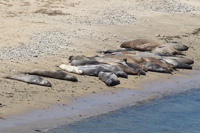 127 Point Reyes National Seashore, Zeeolifanten.jpg